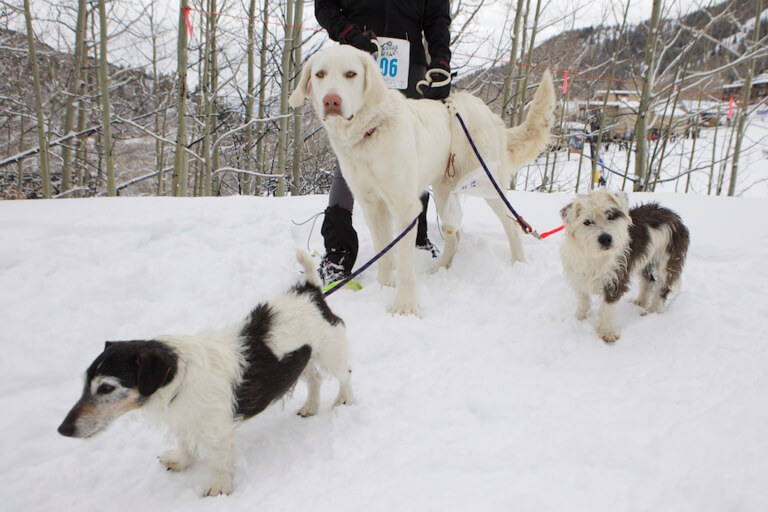 Glenwood Springs Event Photographer Colorado Animal Rescue Snowshoe Shuffle WindFirm Photography