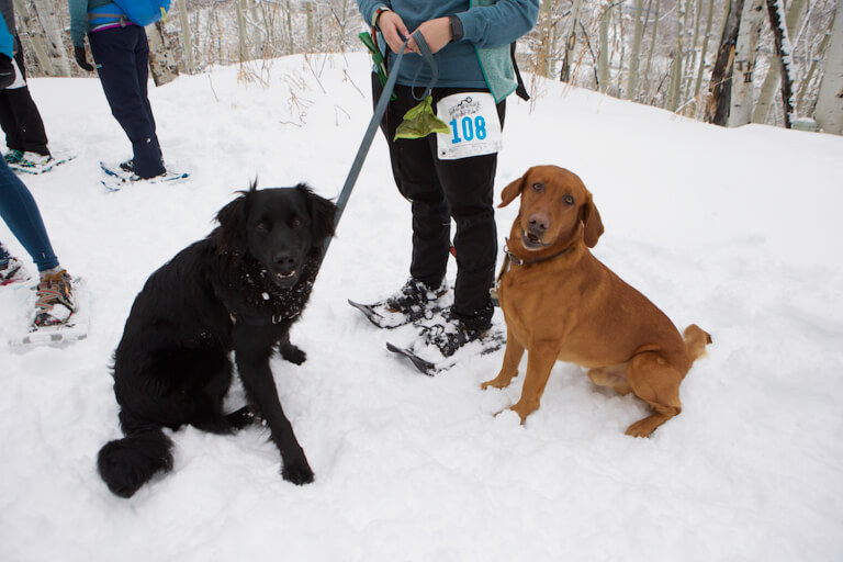 Glenwood Springs Event Photographer Colorado Animal Rescue Snowshoe