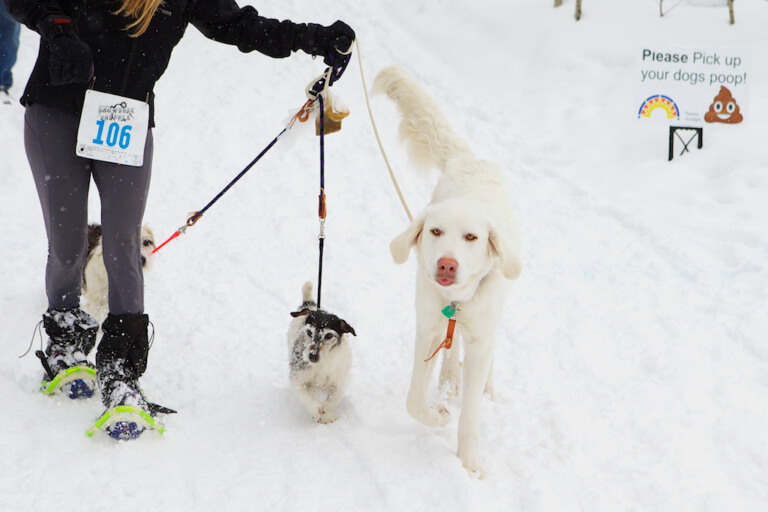Glenwood Springs Event Photographer Colorado Animal Rescue Snowshoe Shuffle WindFirm Photography